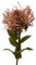 Knüllermarkt 32962 Kunst Blume Chrysantheme Nadelkissen Altrosa Kunstblume Herbstdeko Herbst Deko Dekoration herbstlich Bloggerstyle modern Blogger