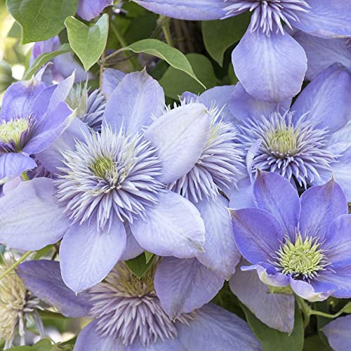 Clematis Blue Light | Hardy Deciduous Climbing Outdoor Garden Plant in Pot