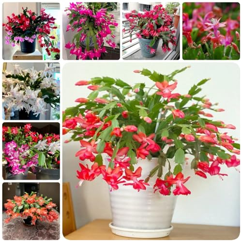 90 pcs weihnachtskaktus pflanze kaufen samen - garten geschenke für männer Zygocactus truncatus,Schlumbergera deko büro zimmerpflanzen wenig lichtbedarf ausgefallene geschenke indoor