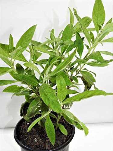 SALVIA/SAGE Full Plant with ROOTH (WE Suggest, DO NOT Choose Standard Shipping Because You Will Receive The Plant Dry, Died OR Broken)