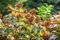 Hydrangea quercifolia 'Amethyst' 40-60 cm - Eichenblatthortensie, rosa Blüten, Blütezeit Juni-August, ideal für Halbschatten, pflegeleicht und winterhart