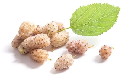 150 pcs maulbeerbaum hängend samen - baumsamen dachbegrünung bohnenkraut pflanze,maulbeere,Morus alba,maulbeeren baum nachhaltige geschenke für frauen gewächshaus balkon ingarden