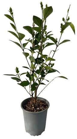 Ovalblättriger Liguster - Ligustrum ovalifolium - Heckenpflanze - Blatt grün - 8 Pflanzen - 1 laufender Meter - immergrün - Topf 9cm Höhe 35-40cm