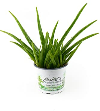 Aloe Vera Pflanze Wüstenlilie, volle Wirkung, ca. 1,5-2 Jahre alt
