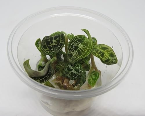 florari In-Vitro Macodes petola/Juwelorchidee