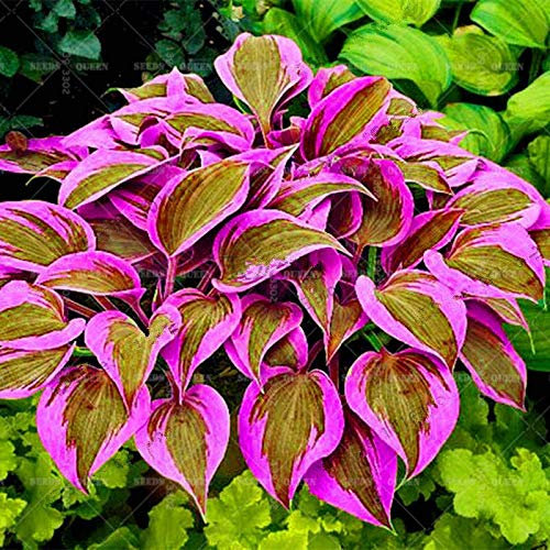 SVI freschi 200pcs semi di piante Hosta per piantare rosa verde