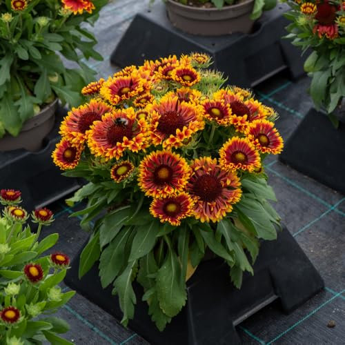 Gaillardia ‘Mariachi Copper Sun’ 2L Plant. Perennial Copper Orange Flowers. Ideal for Bees & pollinators. Available from Bedwen Plants