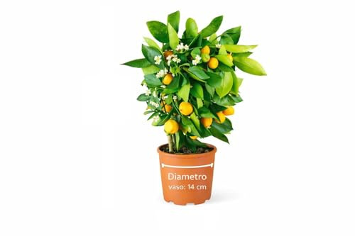 Limone Calamondino Pianta Vera a Spalliera – Agrume Ornamentale in Vaso Ø 14 cm, Altezza 45 cm – Pianta di Limone per Balcone, Terrazzo e Giardino