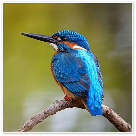 Eisvogel auf einem Zweig Poster 60 x 60 cm Tiere Wanddeko