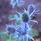 samen kugeldistel blau staude veits - Eryngium planum Kleiner Mannstreu - Eryngium amethystinum blaue distelsamen - Seltene Pflanzen serie - blumen balkon blumensamen 150Stück
