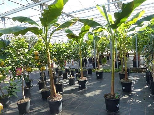 gruenwaren jakubik Bananenstaude Banane Musa Sikkimensis Red Tiger Banane 140-170cm winterhart Staude