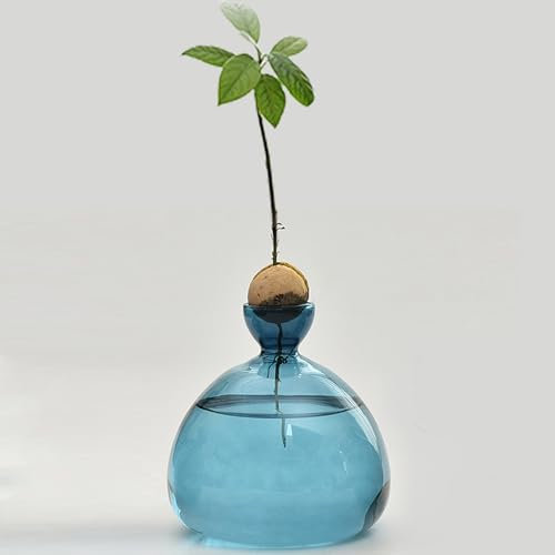 QSLKI Vase À Fleurs D'avocat en Verre, Kit De Croissance Hydroponique, Pot De Démarrage De Graines D'avocat, Culture D'avocat, Cadeau pour Les Amateurs De Jardinage, Décoration De Table (Bleu)