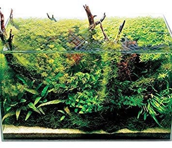 Hot 50 pcs/Bag Aquarium Grass Seeds Water Grasses Random Aquatic Plant Grass Seeds Indoor Beautifying Plant Seeds