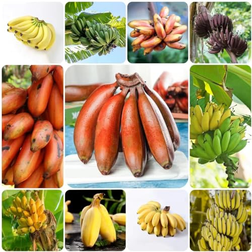 80 pcs pflanzkübel für bananenbaum samen säulenobstbäume winterfeste pflanzen für balkon bananensamen bananen samen,Musa sikkimensis, spalierobst balkonpflanzen winterhart bäume dekopflanzen