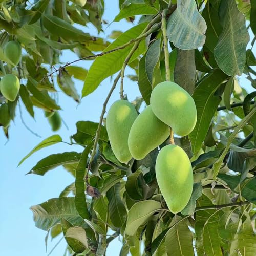 12 pcs mango baum samen - bonsai tree indoor garten geschenk pflanzendeko mangobaum,Mangifera indica dekoration wohnzimmer winterharte balkonpflanzen säulenobst plants robuste balkonpflanzen