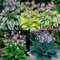 Hosta Bulbo Crecimiento RáPido, Exterior, FáCil De Cultivar, Resistente Al FríO. Bulbo Di Hosta Rizoma De Hosta,Hosta Pianta,Hosta Rizoma,Rizoma Hosta, Flores Dobles Perennes, ﻿-6bulbos-B