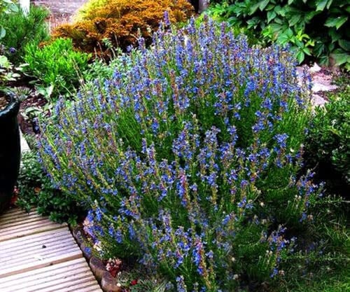 Hyssop Blue 1000 seeds + Freebie + Plant tag Fragrant Herb Perennial