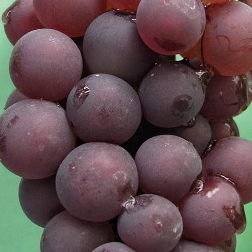 Weinrebe Lidia 2L - Garten Pflanzen mit schönen Blüten - Die perfekte Dekoration für Ihr Grundstück - Für Anfänger und professionelle Gärtner - Obst Kletterpflanzen für jede Wand im Garten