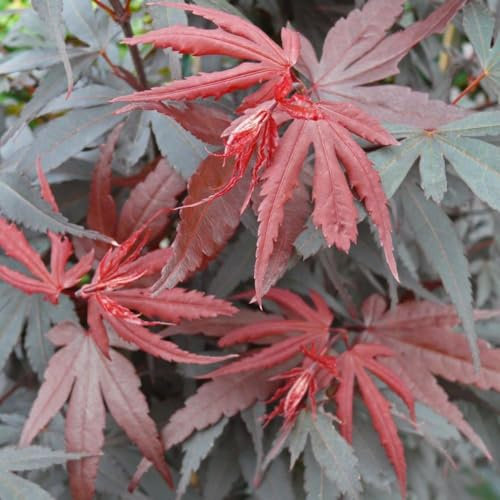 Dwarf Japanese Maple Tree - Acer palmatum 'Skeeters Broom' - Vibrant Red Foliage - Compact Upright Habit - Ideal for Small Gardens – 1x 3 Litre Potted Plant by Thompson & Morgan
