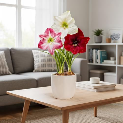 Amaryllis Zwiebeln Gewachst - Budget Sortenmischung - 3 Blumenzwiebeln | Große Amaryllis-Zwiebeln aus Holland, Großformat 26/28, Sortenmischung, für Topf (kein Samen, nicht künstlich)