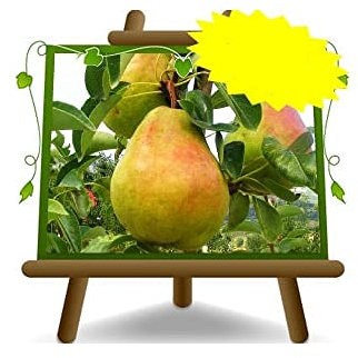 poirier poires William plante fruitière vieux sur un pot de 20 max 170 cm - 2 ans