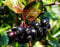 Apfelbeere Nero Aronia prunifolia Nero Containerware 60-100 cm
