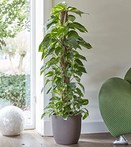 Plant Theory 150cm Devil's Ivy Aureum on Moss Pole Scindapsus Trailing Indoor House Plant 27cm Pot