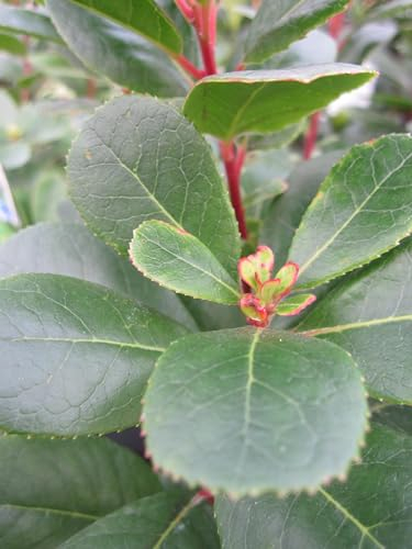 Arbutus unedo Peace and Love ® - Erdbeerbaum - 30-40cm