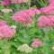 Bloomique - 3er Set - Sedum Herbstfreude - Fetthenne - Gartenpflanzen - Winterhart - Höhe 10-20 cm - Topf 9x9 cm