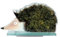 Nobile Glassware Fused Glass Hedgehog