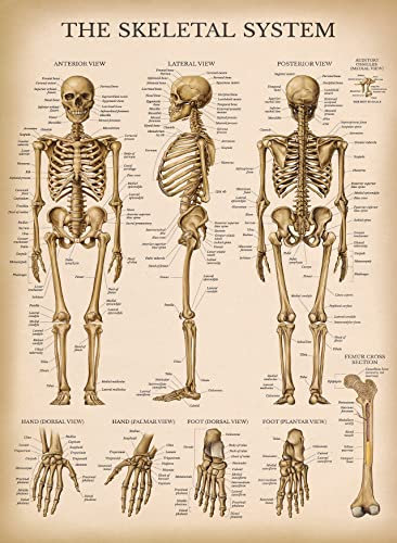 Palace Learning Vintage Skelettsystem Anatomie Diagramm – Humanes Skelett Anatomie Poster (laminiert, 45 cm x 60 cm)