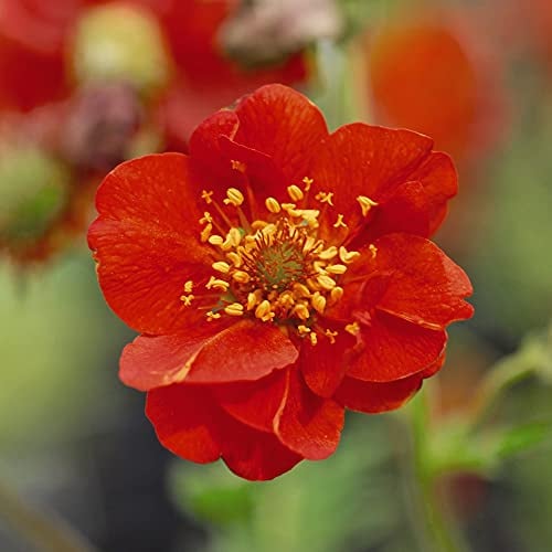 Geum Mrs Bradshaw Garden Plant Hardy Perennial Flowering Garden Plants Easy to Grow Your Own 72x Plug Plant by Thompson and Morgan (72)