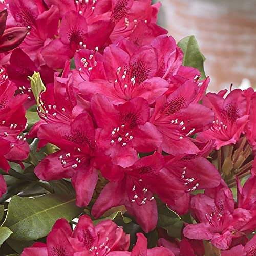 Rhododendron Nova Zembla | Hybrid Rhododendron | 12 Litre Pot (0.6-0.8M) | Shrubs | Plant Theory