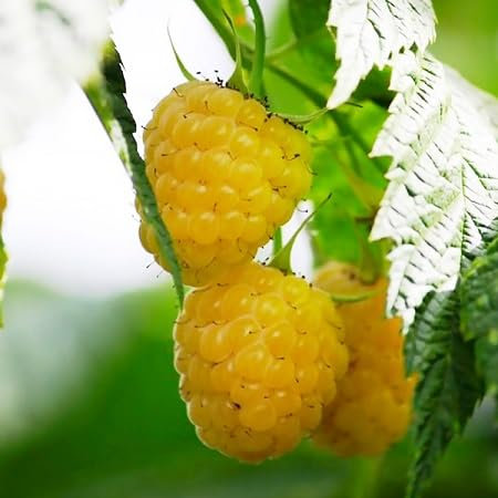 Semi di lampone giallo freschi nuovi 100 pezzi