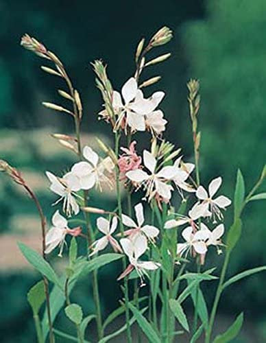 30 semillas de Gaura plantas resistentes para balcones plantas balcón pequeños regalos plantas resistentes para jardines semillas