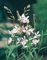 30 semillas de Gaura plantas resistentes para balcones plantas balcón pequeños regalos plantas resistentes para jardines semillas
