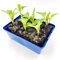 Blumenkohl Jungpflanzen Clapton 6er Set Gemüsepflanzen