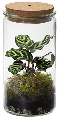Vdvelde.com - Ecoworld Tropical Weck Glas - Flaschengarten Mit Licht - Mini Pflanzen Terrarium - Ökosystem Im Set Mit Zimmerpflanze - Ø 10,5 cm, Höhe 21 cm