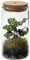 Vdvelde.com - Ecoworld Tropical Weck Glas - Flaschengarten Mit Licht - Mini Pflanzen Terrarium - Ökosystem Im Set Mit Zimmerpflanze - Ø 10,5 cm, Höhe 21 cm