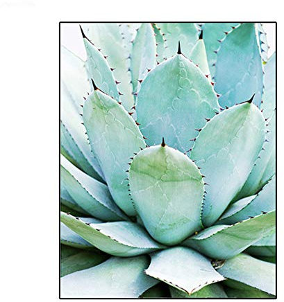 Leinwand Malerei Druck Agave Kaktus Sukkulente Poster Botanische Wandkunst Moderne Bilder Küche Wohnzimmer Dekor 40x50 cm /15.7 x 19.7 Kein Rahmen