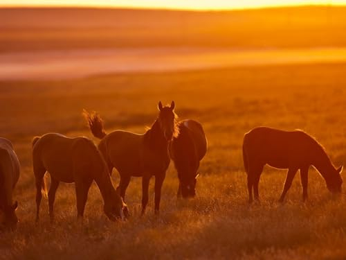 Puzzle 1000 Teile,Geschicklichkeitsspiel für die ganze Familie,-Pferd, Nebel, Licht 70x50cm