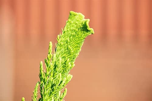 Cryptomeria japonica 'Cristata' 30-40 cm - Japanische Sicheltanne, auffällige Wuchsform, immergrün, ideal für Kübel und Rabatten, pflegeleicht und winterhart