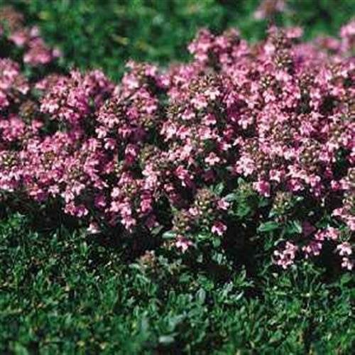Frische 500 Samen - Kriechender Thymian Magic Carpet Bodendecker Seed
