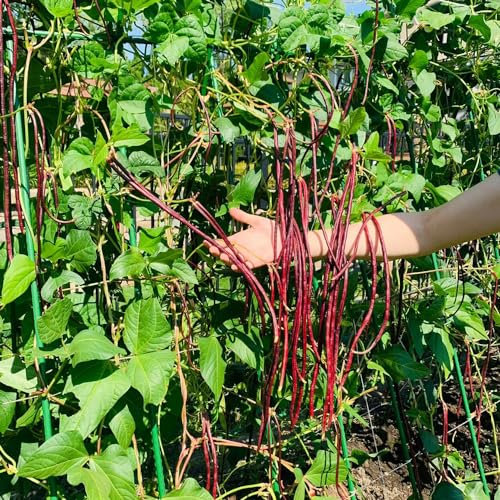 350 piezas metro de semillas de frijol espárrago - verduras frescas, plantas resistentes para el balcón (Vigna unguiculata) jardín de semillas de hortalizas Semillas de hierbas para