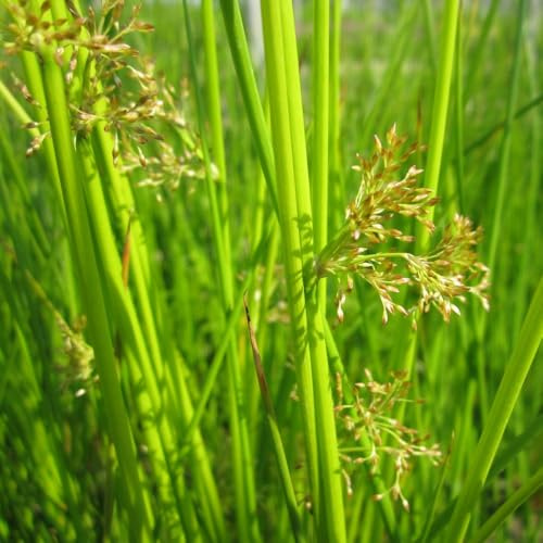 Juncus effusus Spiralis Corkscrew Rush Evergreen Architectural Water Plant Curly Twisted Stems Pond Margins Moist Borders 1x 3X 9cm Pot 3X 1 Litre Pot by Thompson and Morgan