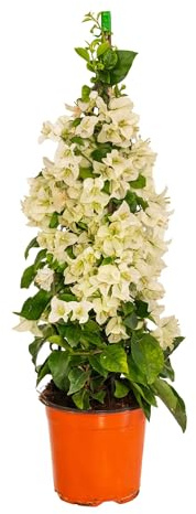 Bonplants Bougainvillea (Piramide Bianca, Vaso 17, h 75 cm)