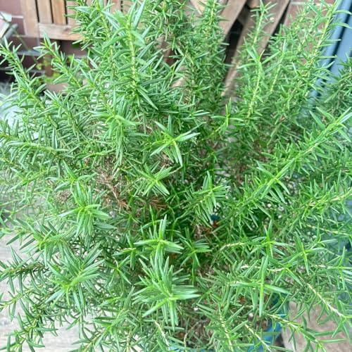 500 pcs rosmarin samen winterhart kräuter pflanzen seed (Rosmarinus officinalis) winterharte pflanzen steinpflanzen winterhart saatgut kräuter mini gewächshaus bio kräutersamen stauden