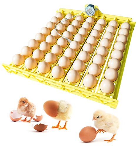 PAIDUOJI Bandeja automática de Huevos Motores de 220 V para incubadora de 56 Huevos