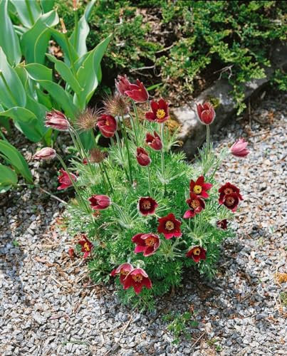 Pulsatilla vulgaris 'Rubra' ca. 9x9 cm Topf - Küchenschelle, rote Blüten, Blütezeit März-April, ideal für Steingärten, bienenfreundlich, pflegeleicht