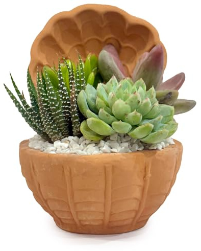 Composizione di Succulente Vere in Vaso in Terracotta a Conchiglia, Mini Giardino Decorativo 20x20x14 cm, Piante Grasse Facili da Curare per Casa e Ufficio, Idea Regalo